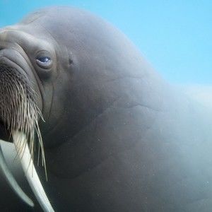 Meet your Posher, Ruby